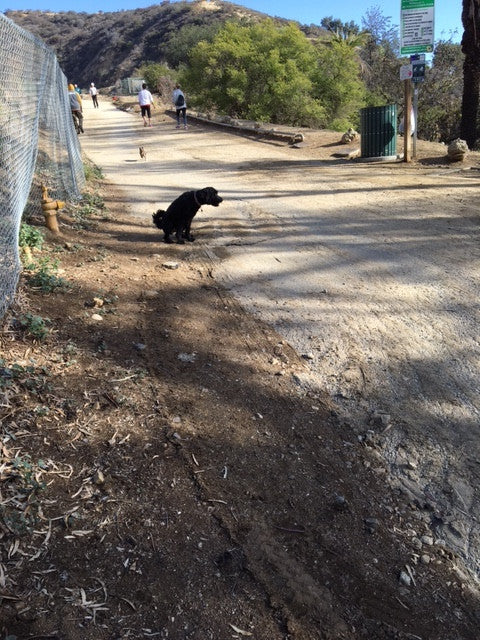 Pups of Runyon Canyon (I Love My Dogs)